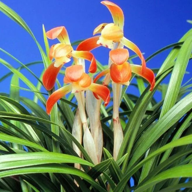 日本春蘭☆ 銘品「紅梅仙」花蕾付き　上木　　中国春蘭☆寒蘭☆山野草 蘭遊園 日本春蘭 『紅孔雀』上木5本花芽付 春蘭 寒蘭 中国蘭 山野草