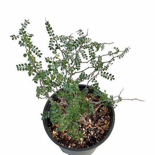 塊根植物 オペルクリカリア パキプス(接ぎ木) 5号 個体A 現品