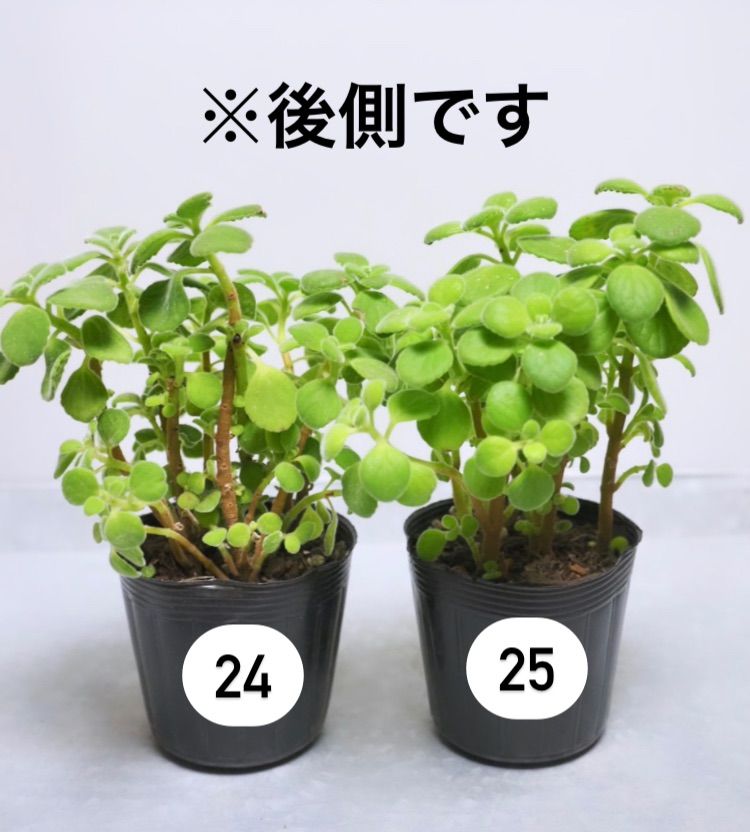 アロマティカス ポットごと発送！多肉植物/ハーブ 木化 - メルカリ