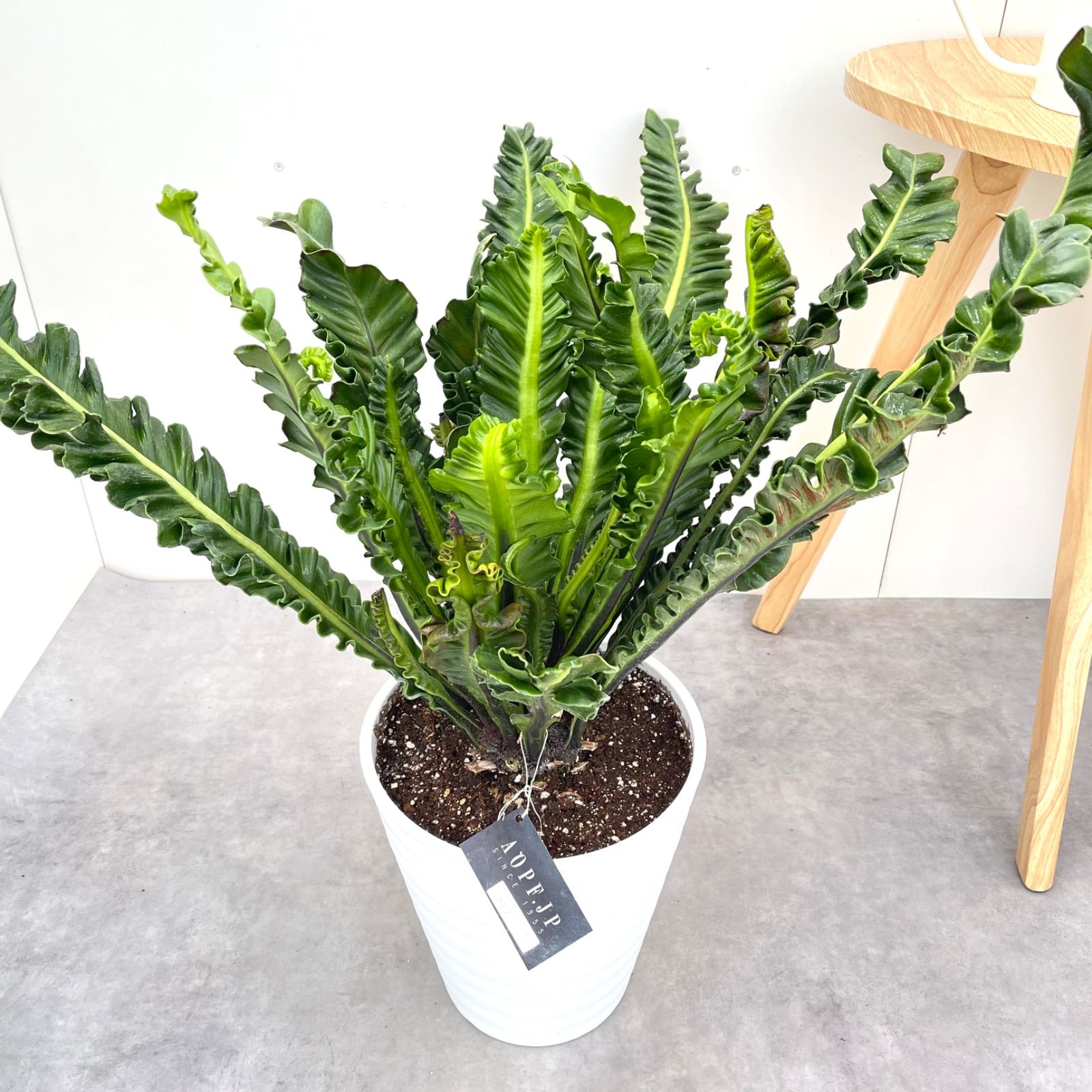 Amazon.co.jp: 1908 多肉植物 アガベ チタノタ大白鯊 ホオジロザメ 強