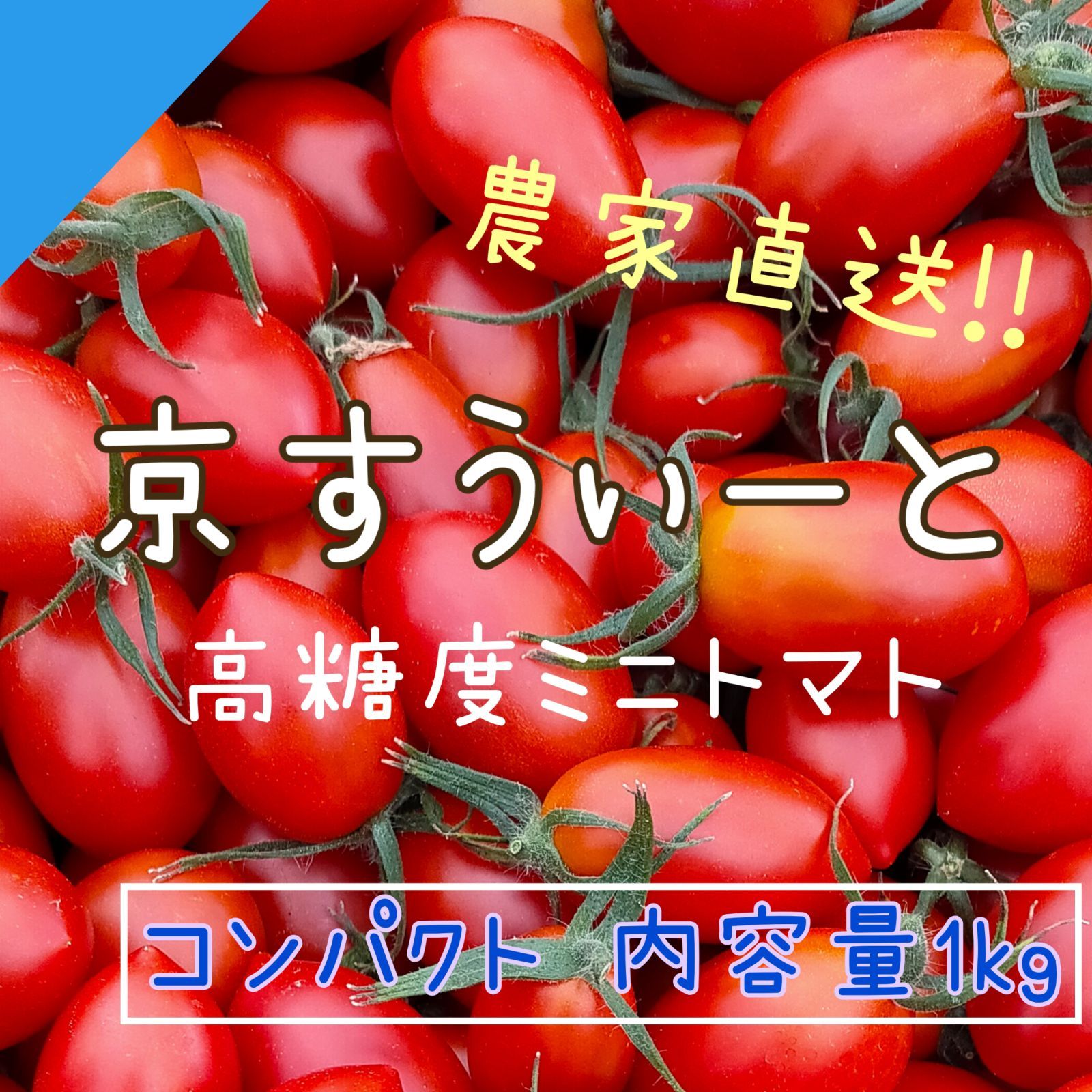 【京すうぃーと1kg】コンパクト 京都産 フルーツミニトマト-0