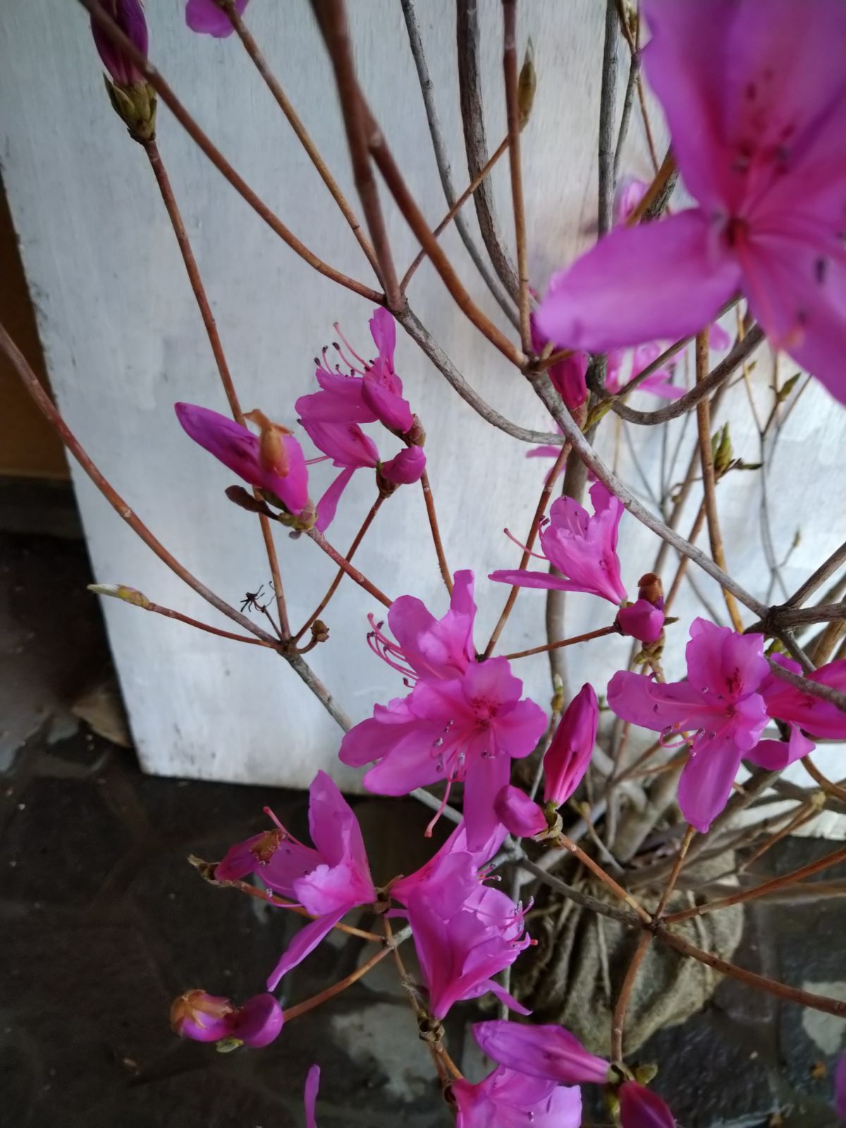 ミツバツツジしっかりとした株立ち