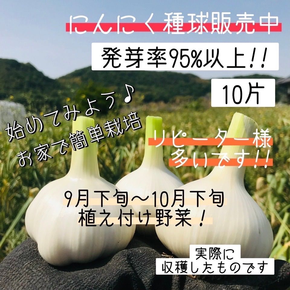 【送料無料】【にんにく種球】【10片】 種　球根　少量販売 ９月 10月　11月植え付け 野菜 家庭菜園 簡単 初心者におすすめ 種用 黒にんにく作りに【87store】