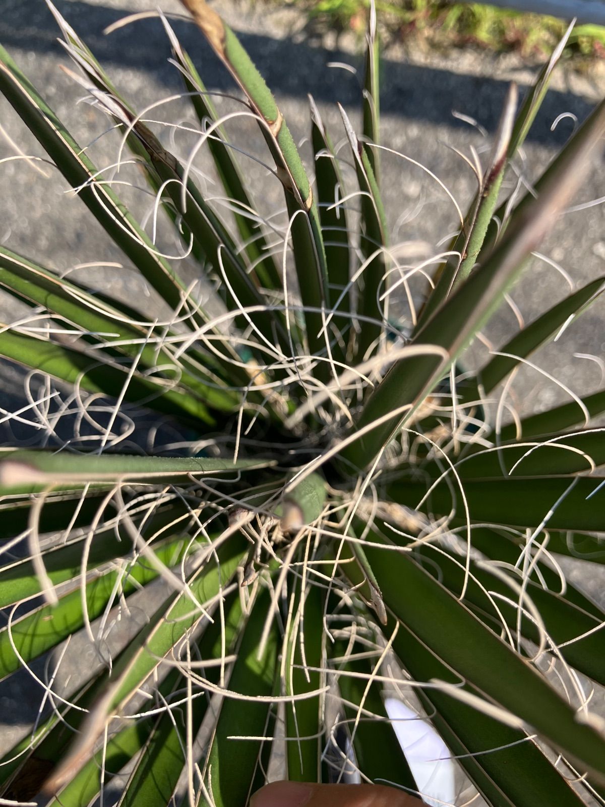 #54 ユッカフィリフェラ （Yucca Filifera） 発根済 ユッカ・フィリフェラ｜Yucca filifera | DESERT INC.