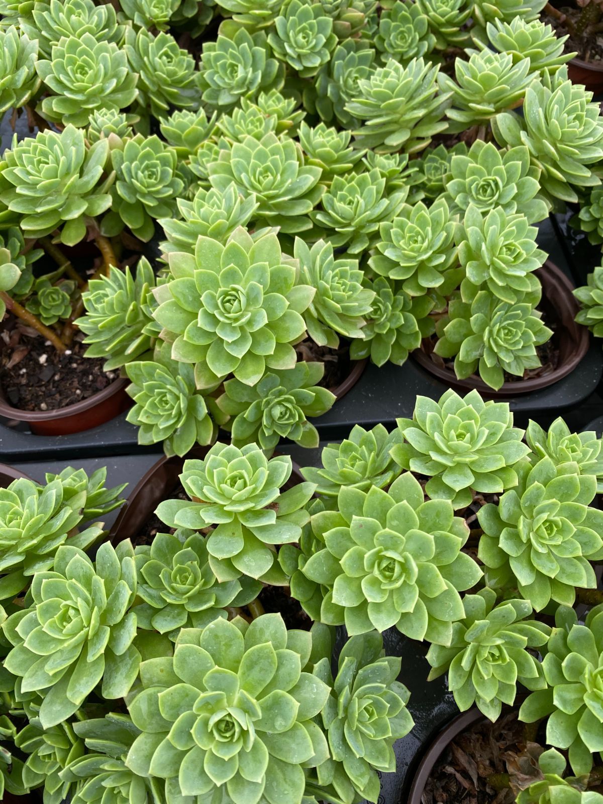 5点 まとめ出品　多肉植物 pointsyouka2.jpg