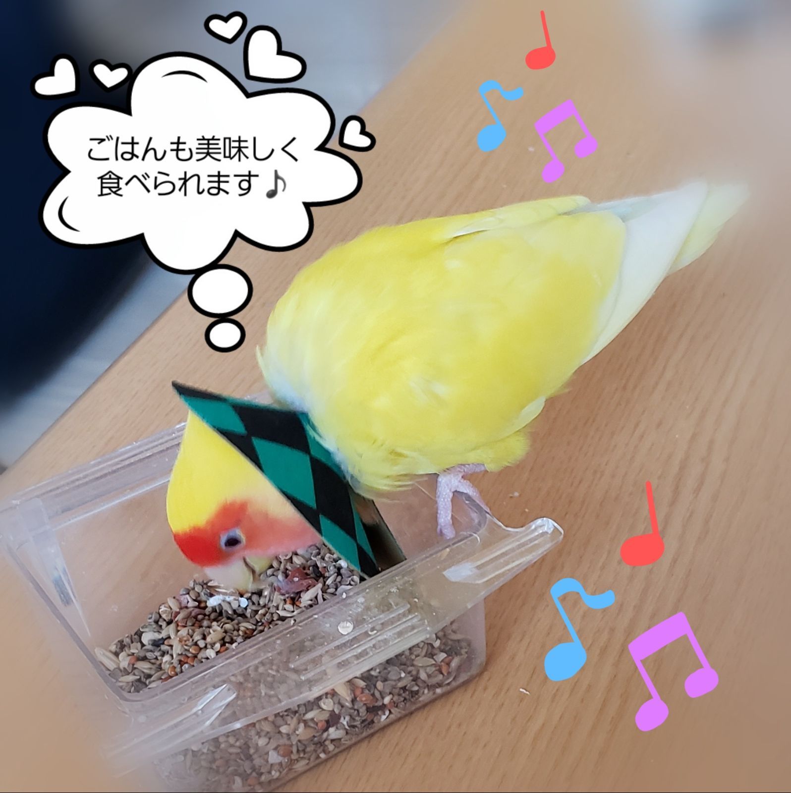 インコ エリザベスカラー(ポンチョタイプ)10枚・3サイズ・3色・3g 鳥 エリザベスカラー(ポンチョタイプ) 1枚・3サイズ・3色・3g