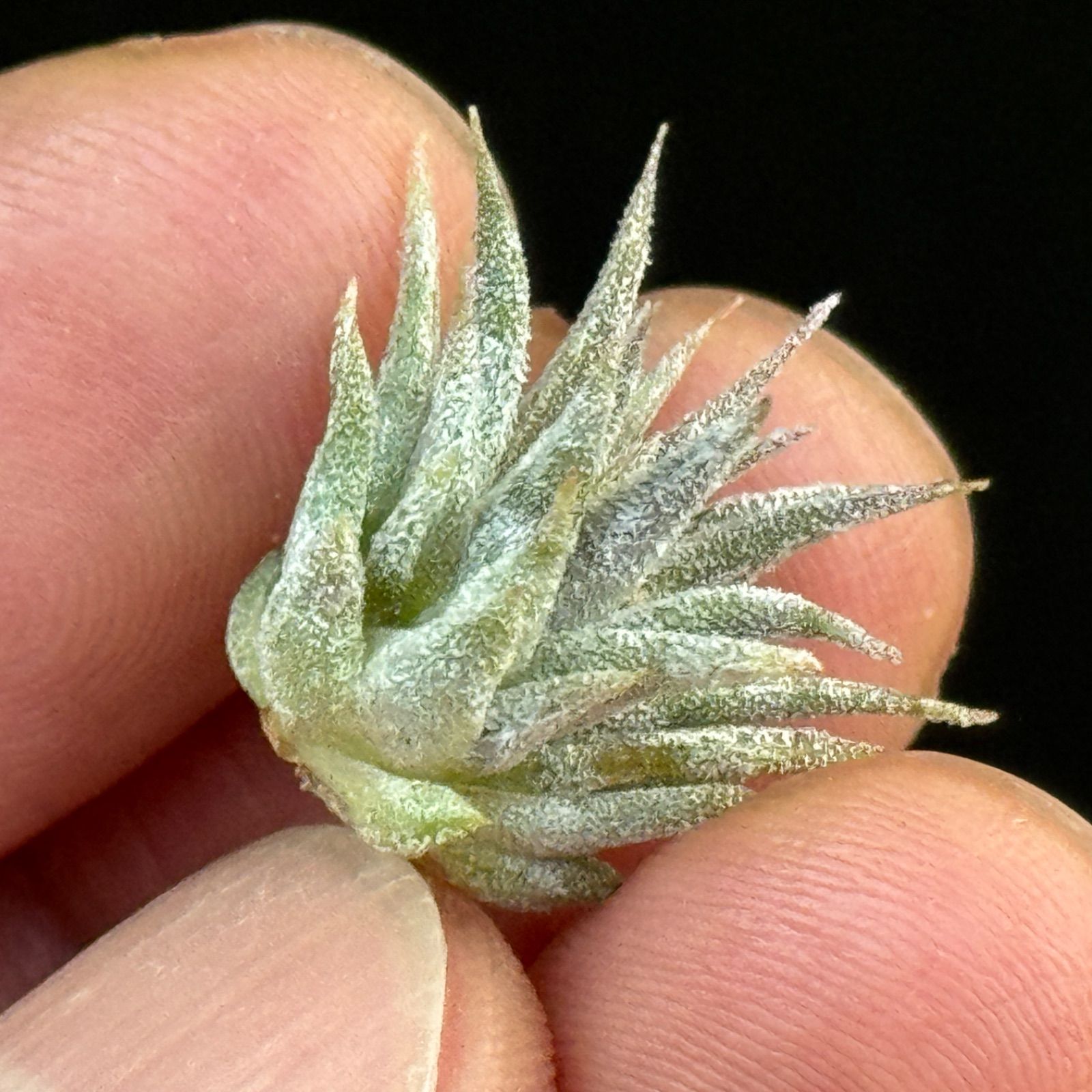 ミニ株＊チランジア イオナンタ ロケット Tillandsia ionantha
