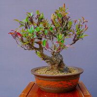 ハマヒサカキ 中品盆栽／樹齢50年直送kaz