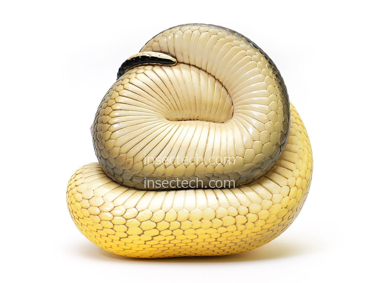 トカゲ プラスチック フィギュア シマテン トカゲ プラスチック製