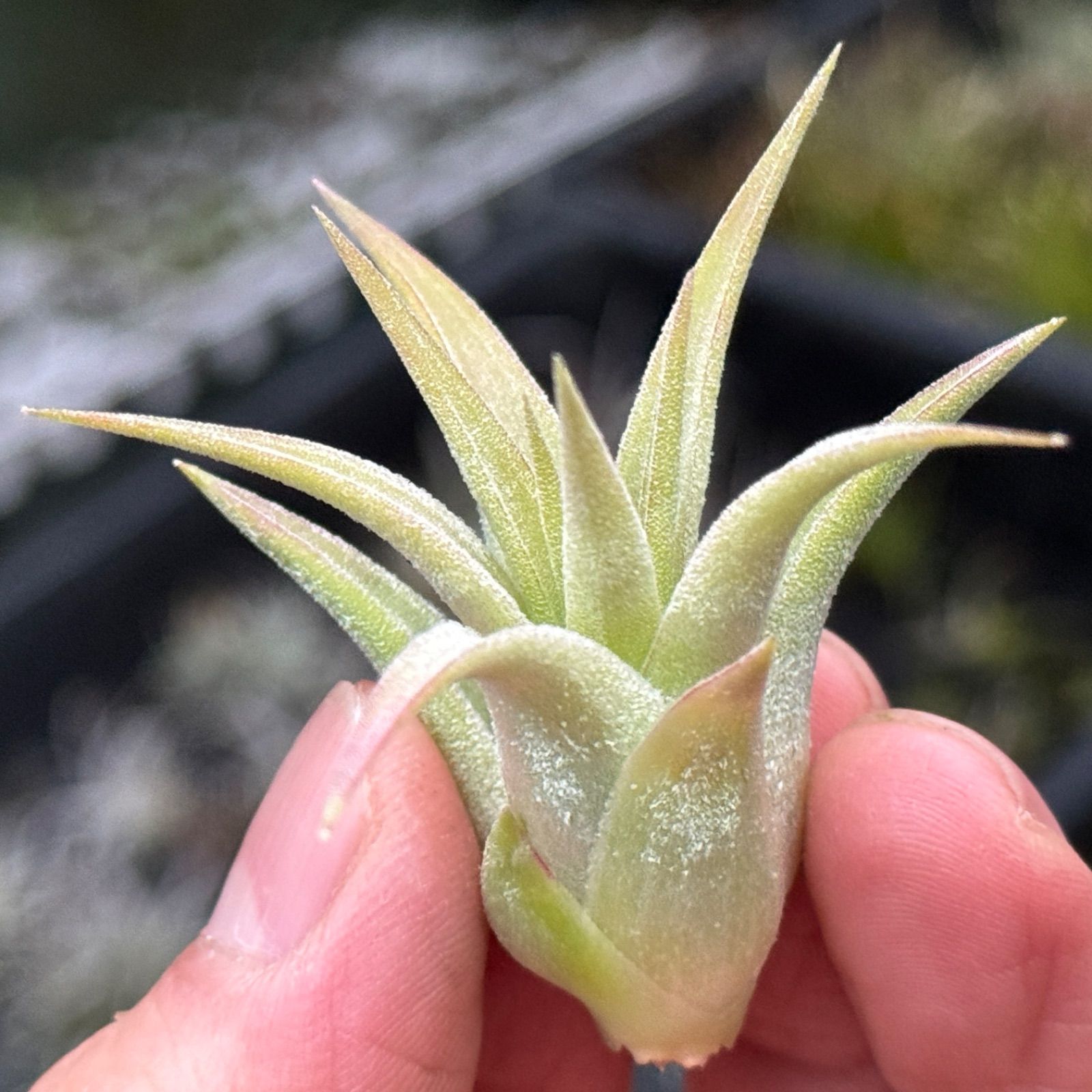 チランジア イオナンタ ヘッジホッグ T.I. Tillandsia ionantha