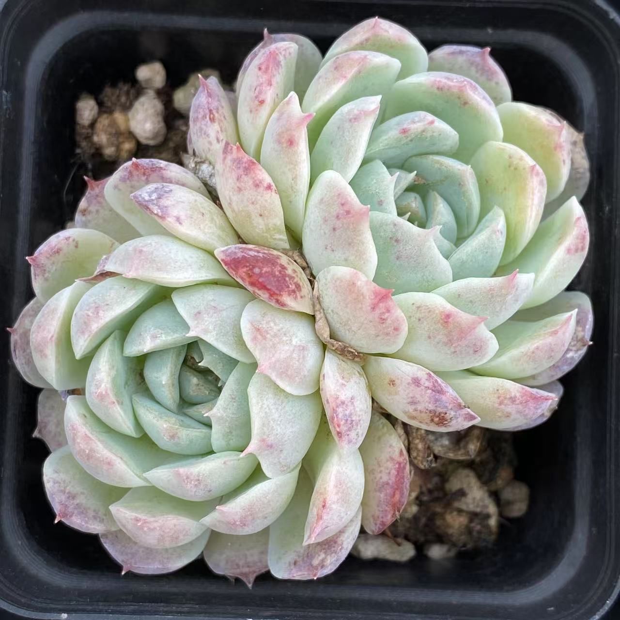 抜き苗 多肉植物