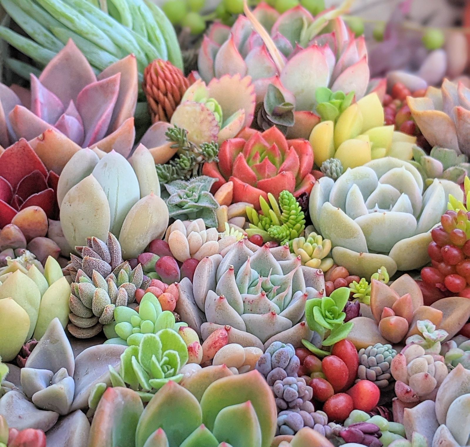 多肉植物 エケベリア セダム 詰合せ セット - メルカリ