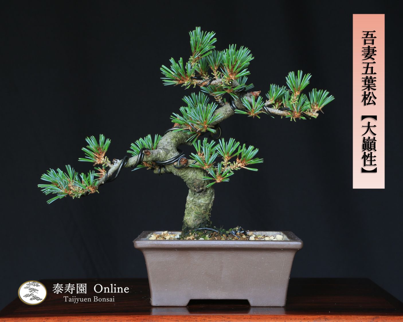 ミニ五葉松の盆栽と本格道具4点セット 初心者OK はじめての盆栽