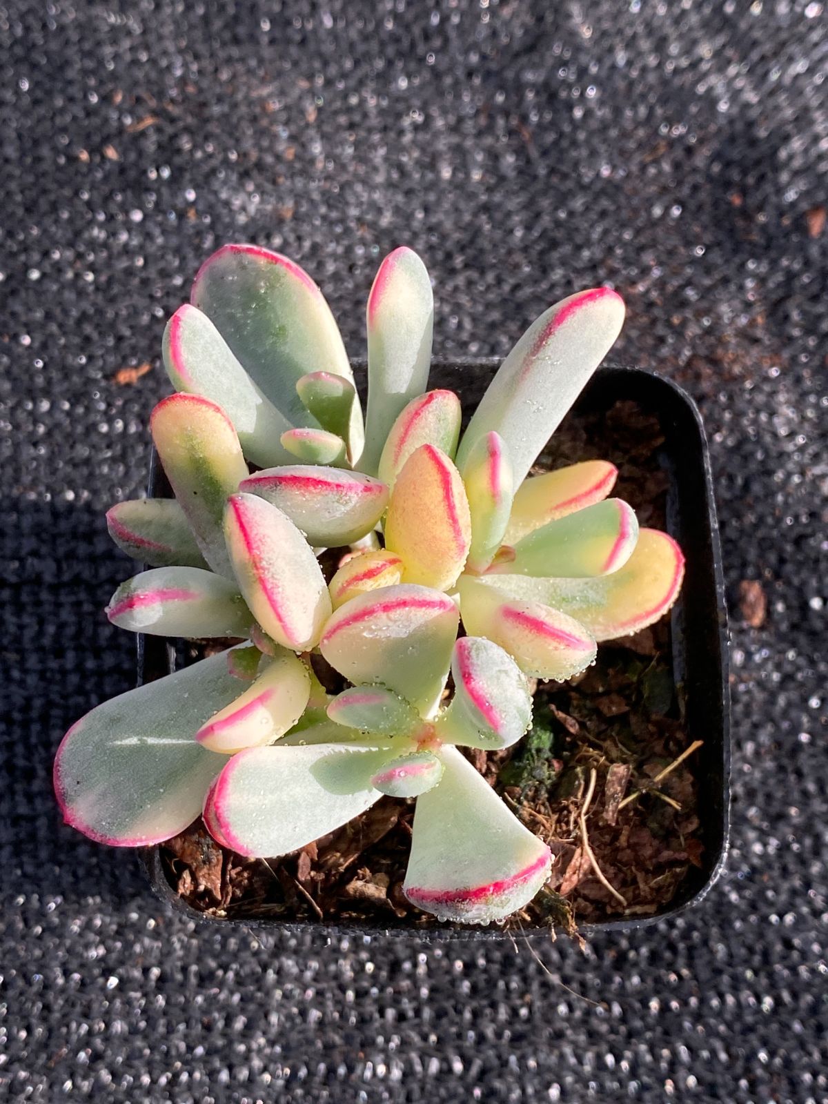 q11即購入OK セット 1000苗 多肉植物 エケベリア 【公式通販】