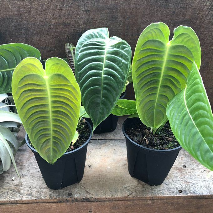 4号ポット 観葉植物
