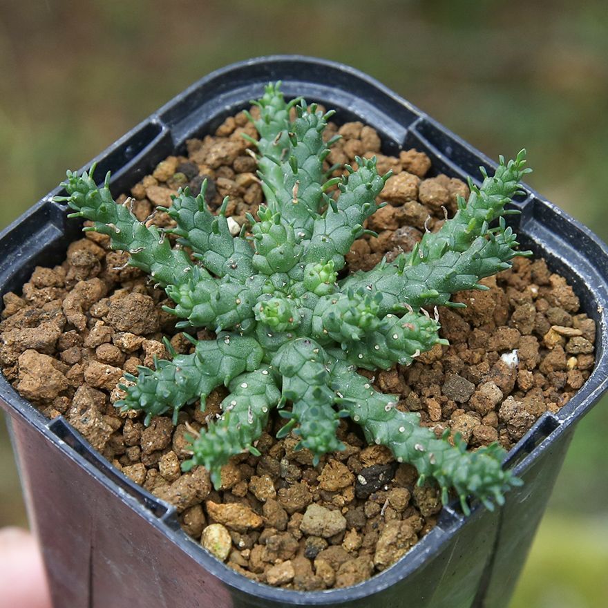 【大株】【圧巻】ユーフォルビアゴルゴニス実生　黒ポット付き ユーフォルビア ゴルゴニス Euphorbia gorgonis No.3 | mana's