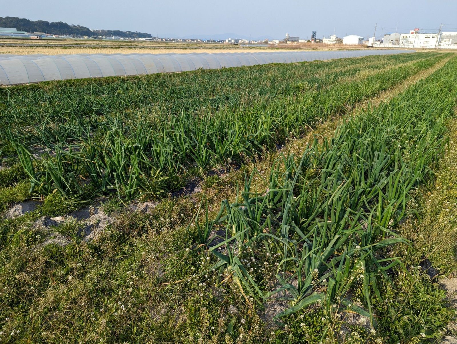 甘くて柔らかい新玉ねぎ（4.5kg）【農薬不使用】静岡県産