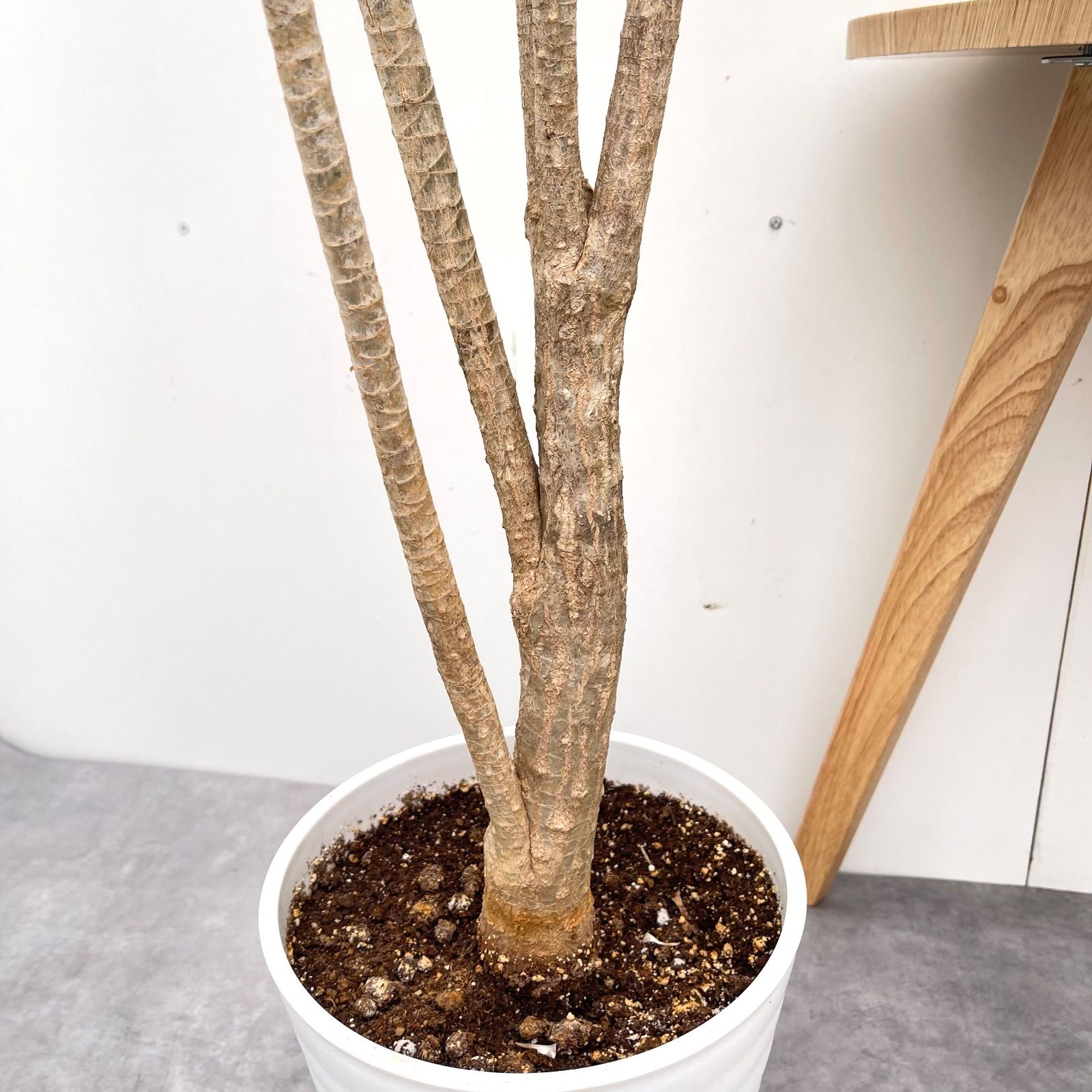 ドラセナ コンシンネ