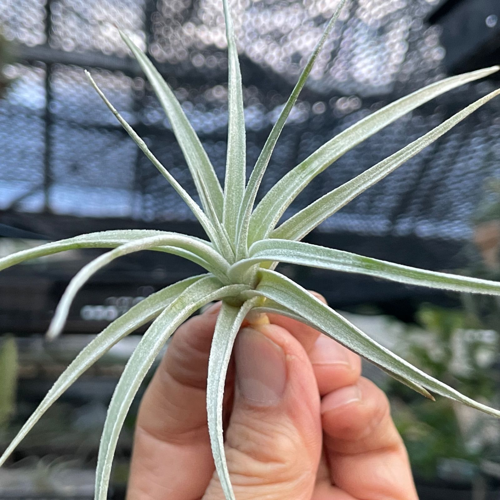 Frontier Plants】チランジア・マイスウィートローズ T. My Sweet Rose