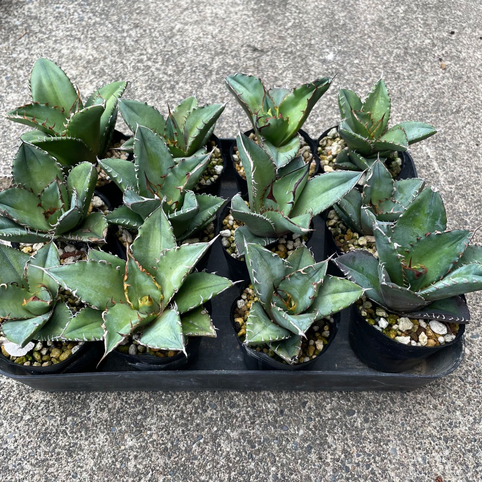 厳選株】アガベ 実生 オテロイ ワシャワシャ 有望株 アガベ オテロイ