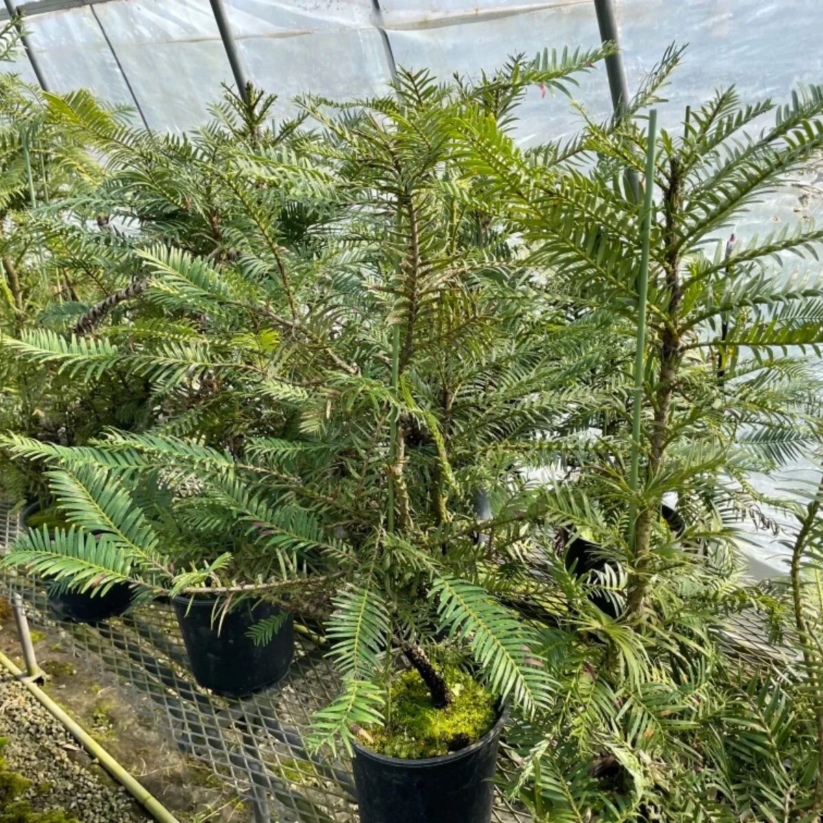 希少・生きた化石・ジュラシックツリー・ウォレマパイン・種ではなく