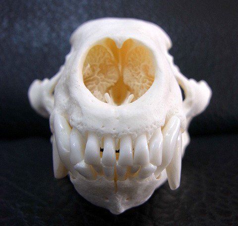 美！ ヨーロッパ アナグマ（European badger）の頭骨