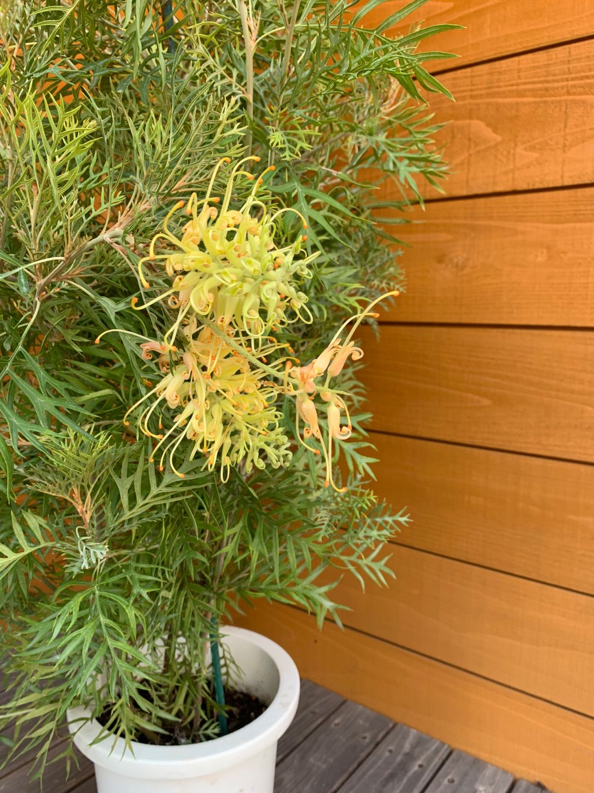 グレビレア ピーチ&クリーム 80cm苗木 オージープランツ グレビレア