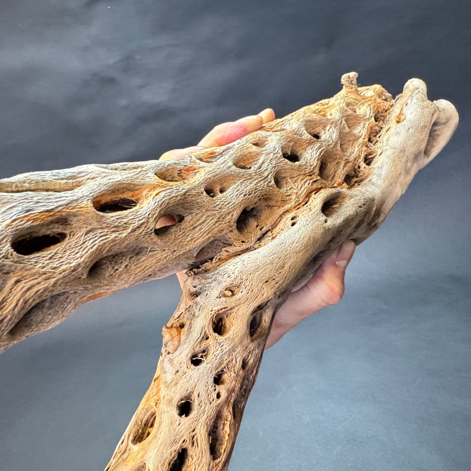 Y枝(特大)長め-6: (約)長さ86cm×最大幅27cm×最大φ9.5cm＊ 重さ(約)900g カクタススケルトン1本 (サボテンの骨/スケルトンウッド/オブジェ) エアプランツ含まず＠フラワーショップ江口