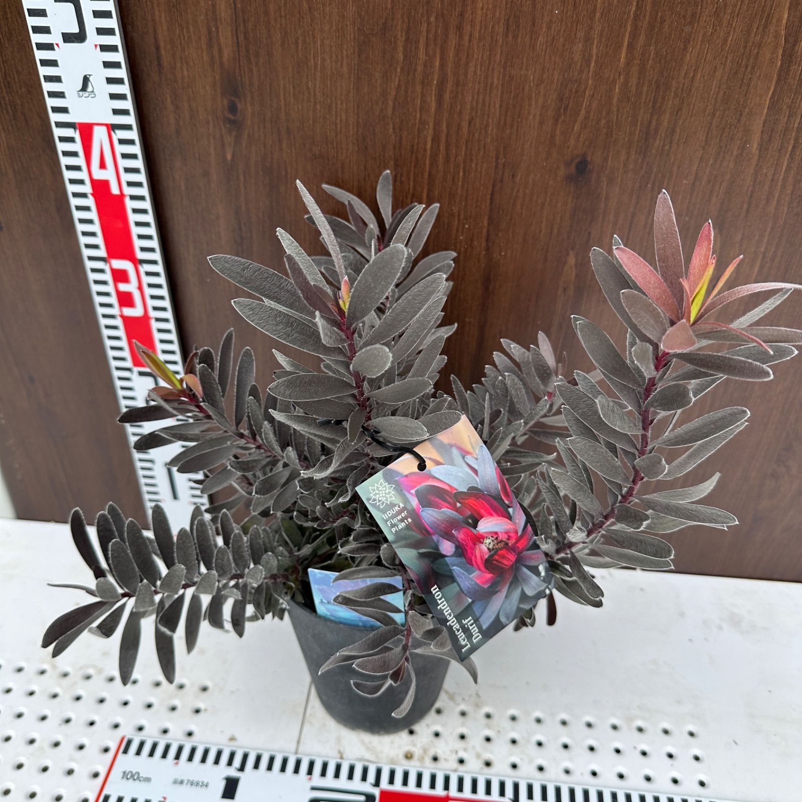 現品 ④ リューカデンドロン デュリフ 5号 オージープランツ ⑤