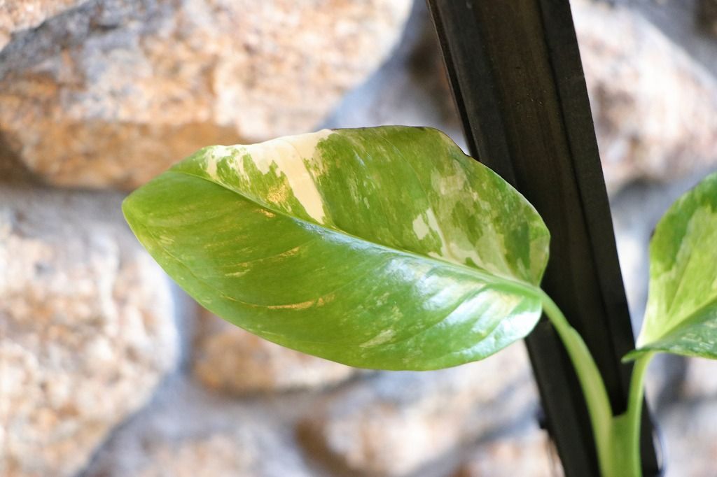 フィロデンドロン ジョーピー 3【現品】☆希少☆ 観葉植物 室内 7号