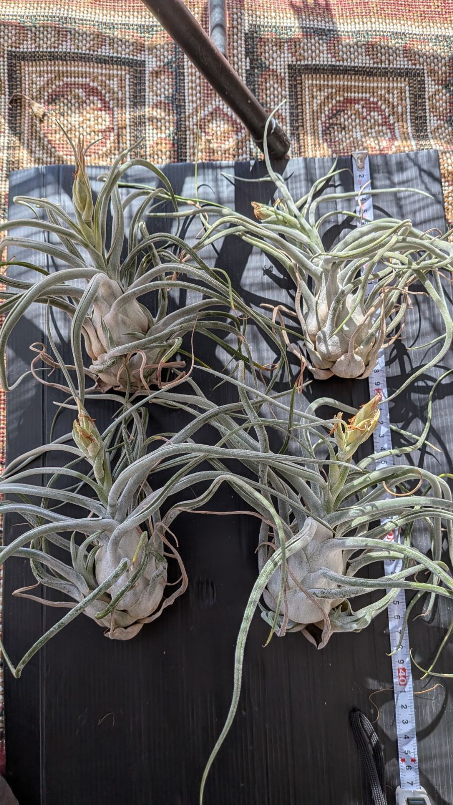 煎茶道具 備前焼 緒方一輝作 宝瓶 共布共箱 M R7490