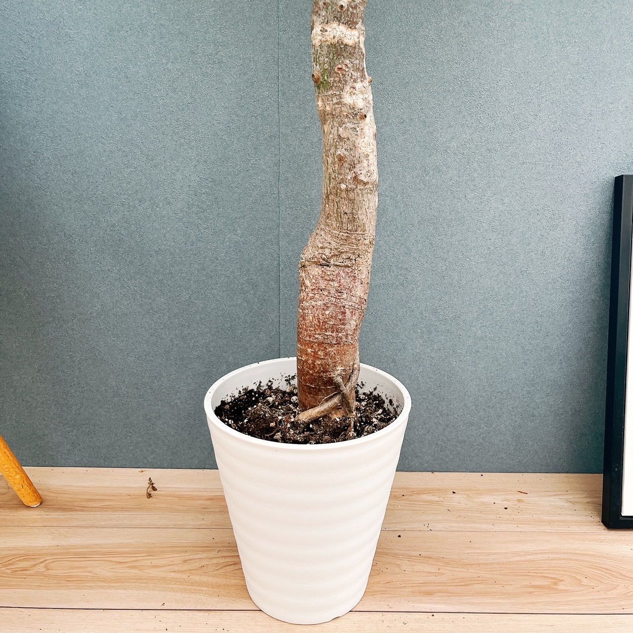 現品］☆珍しい☆ 19番 トックリキワタ 8号 南米桜 観葉植物