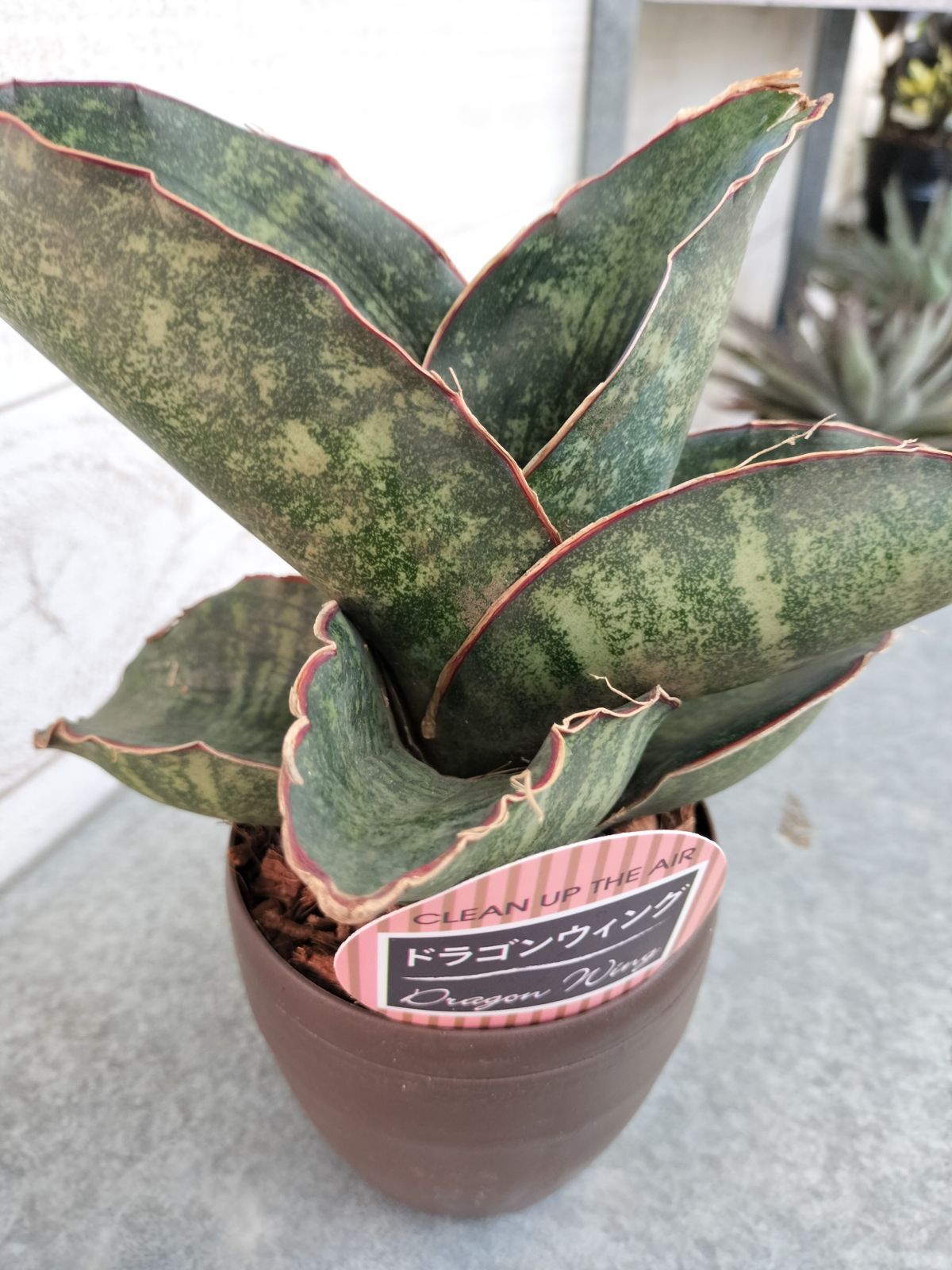 サンスベリア/ドラゴンキング 【公式通販】