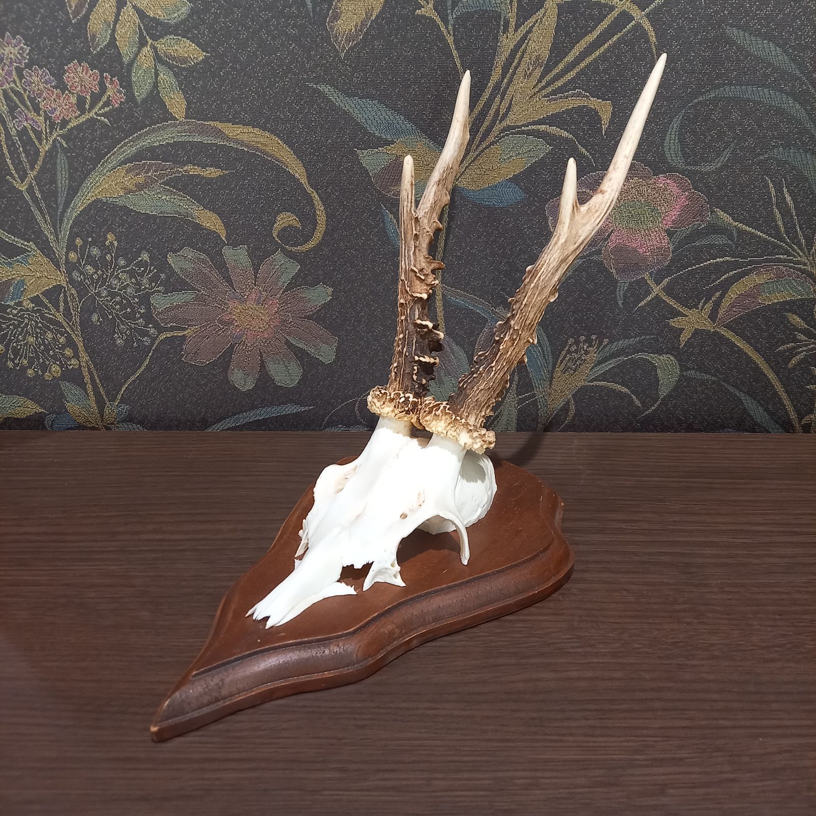 鹿の角‼︎ハンティングトロフィー