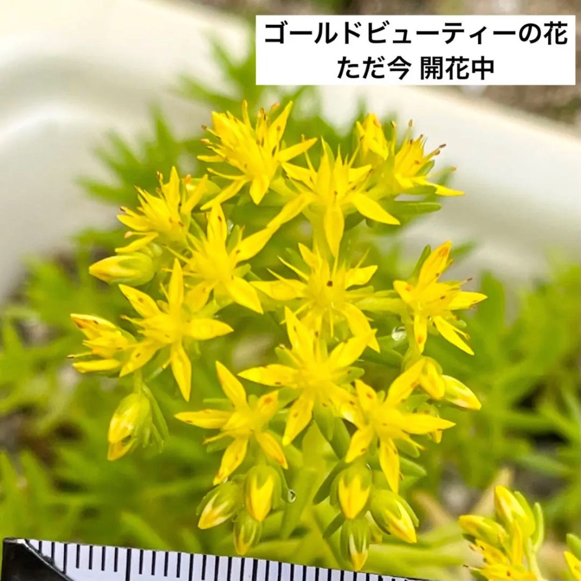 ゴールドビューティ 多肉植物 セダム 寄せ植え (税込) - エケベリア・セダム