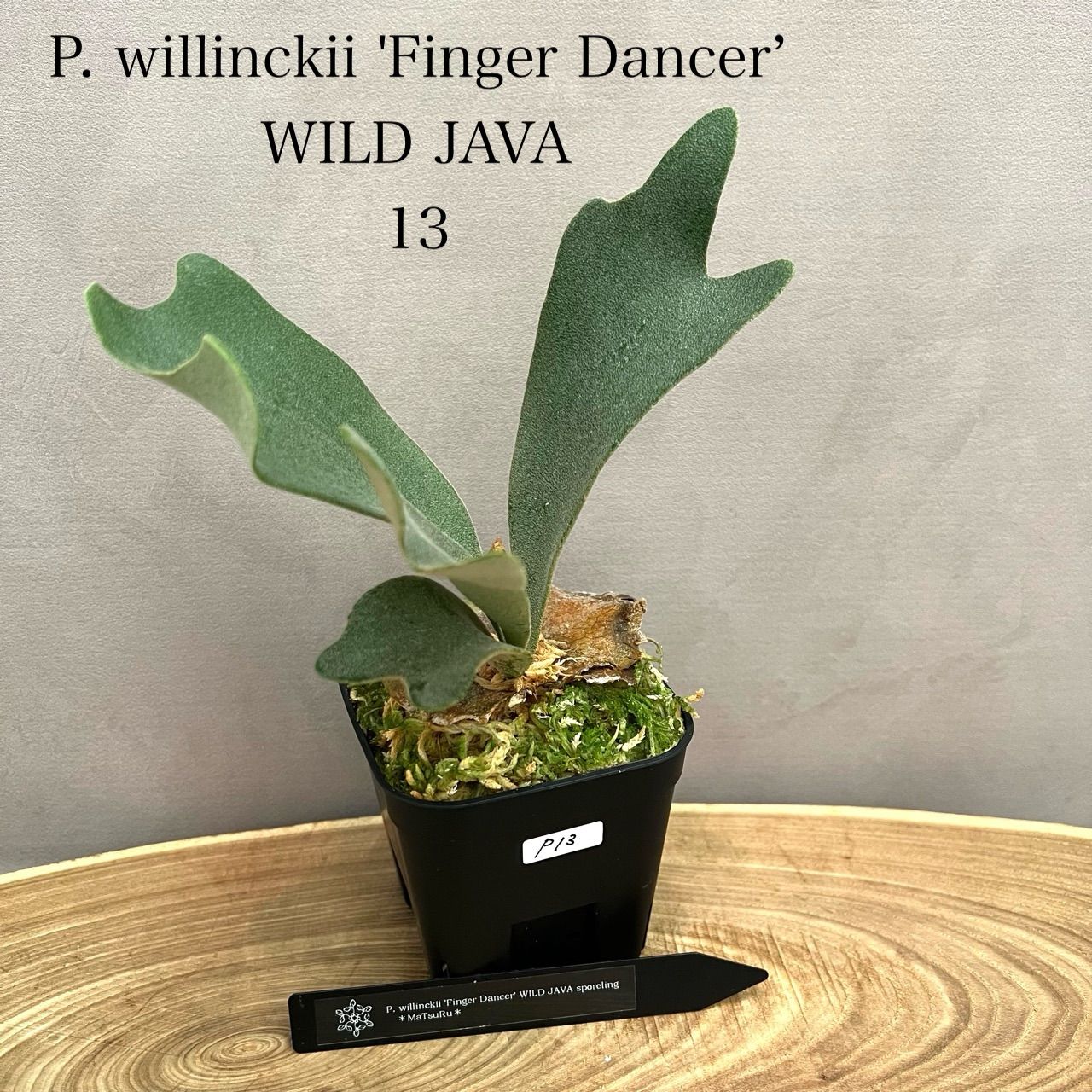 大株】P. willinckii wild ビカクシダ ウィリンキー ビカクシダ