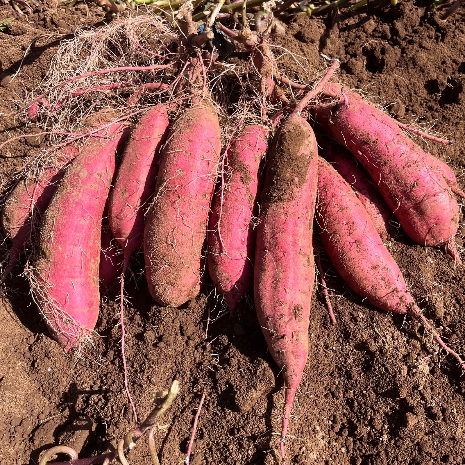訳あり紅はるか 10kg 送料無料＊茨城県産 - メルカリ