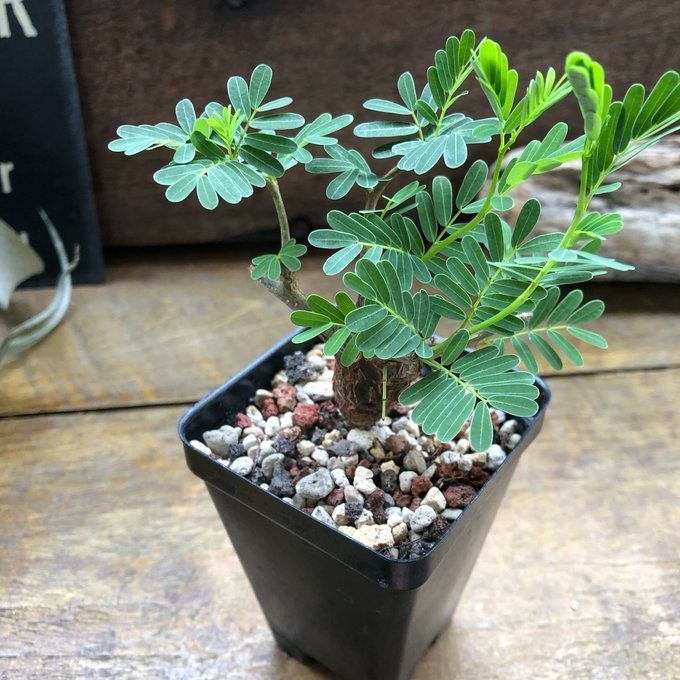 ポットごと♡センナ メリディオナリス♡Senna meridionalis