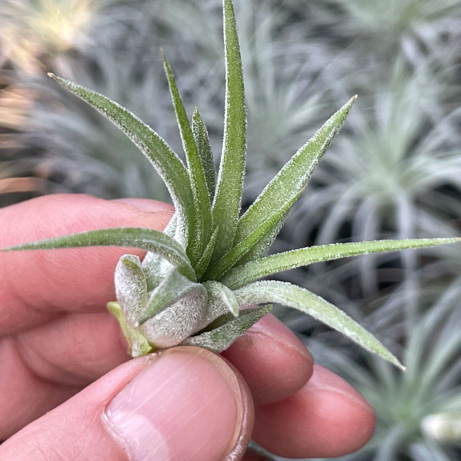 チランジア イオナンタ ホットピンク Tillandsia ionantha Hot Pink