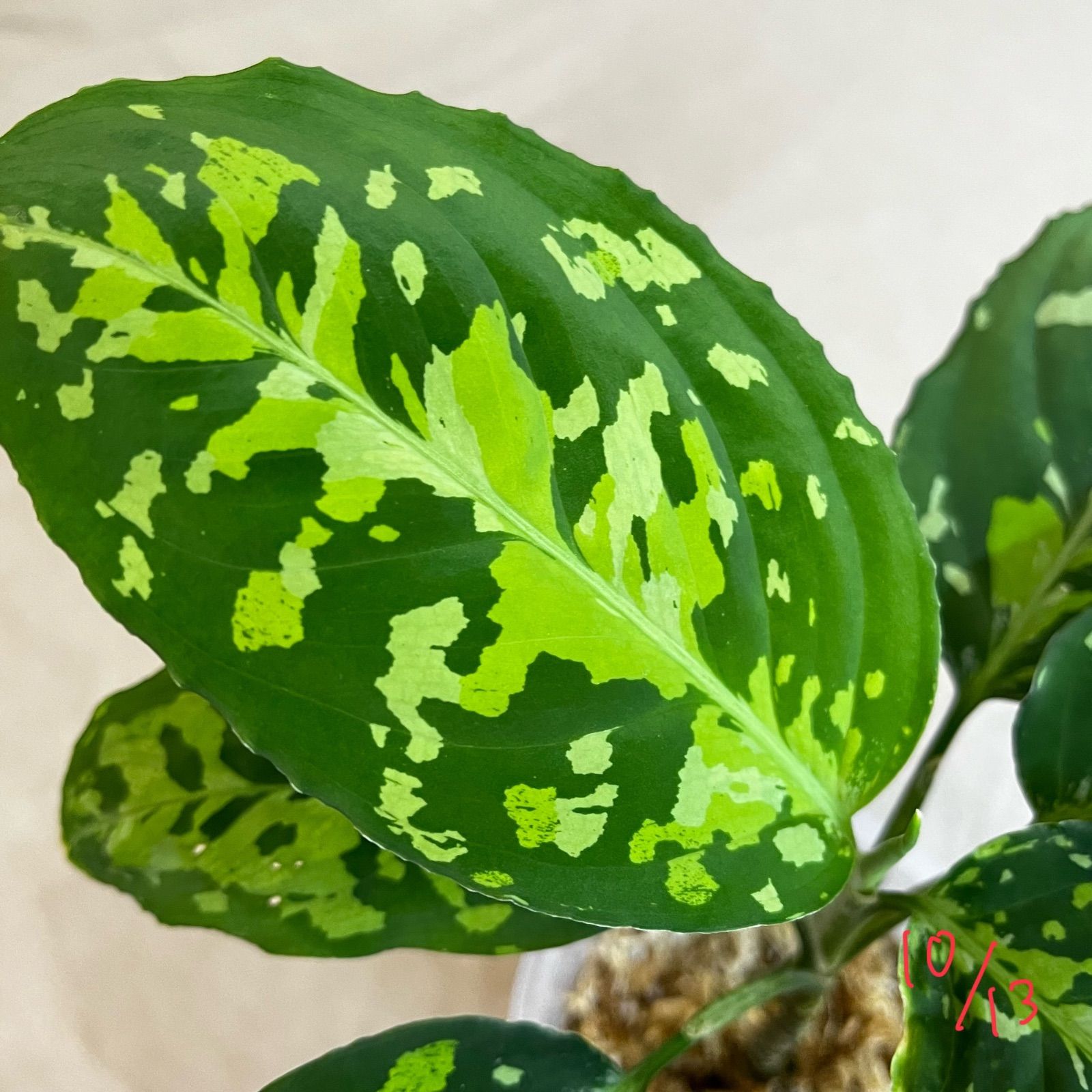 アグラオネマ ピクタム Aglaonema picutm GW2001-60 