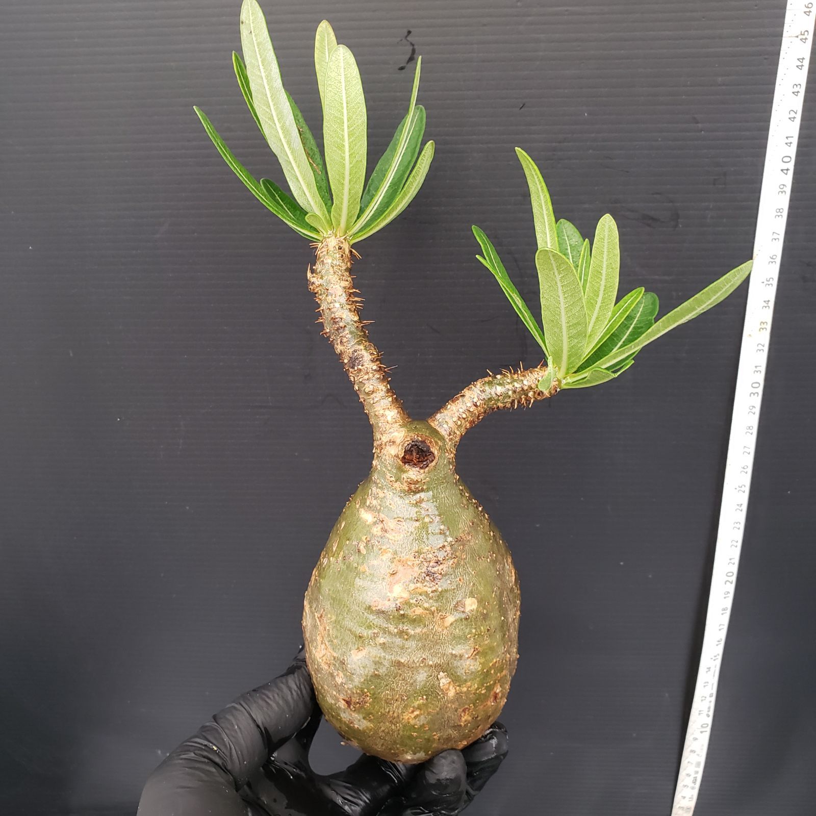 P283【自社養生・発根株】Pachypodium グラキリス(M)(現地球 P283【自社養生・発根株】Pachypodium グラキリス(M)(現地球