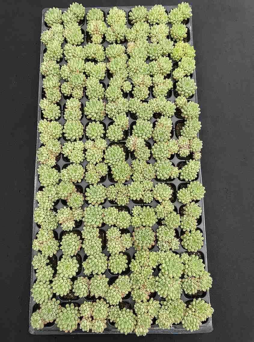 新入荷 花火 XQS117×105苗 多肉植物 詰め合わせ エケベリア サボテン