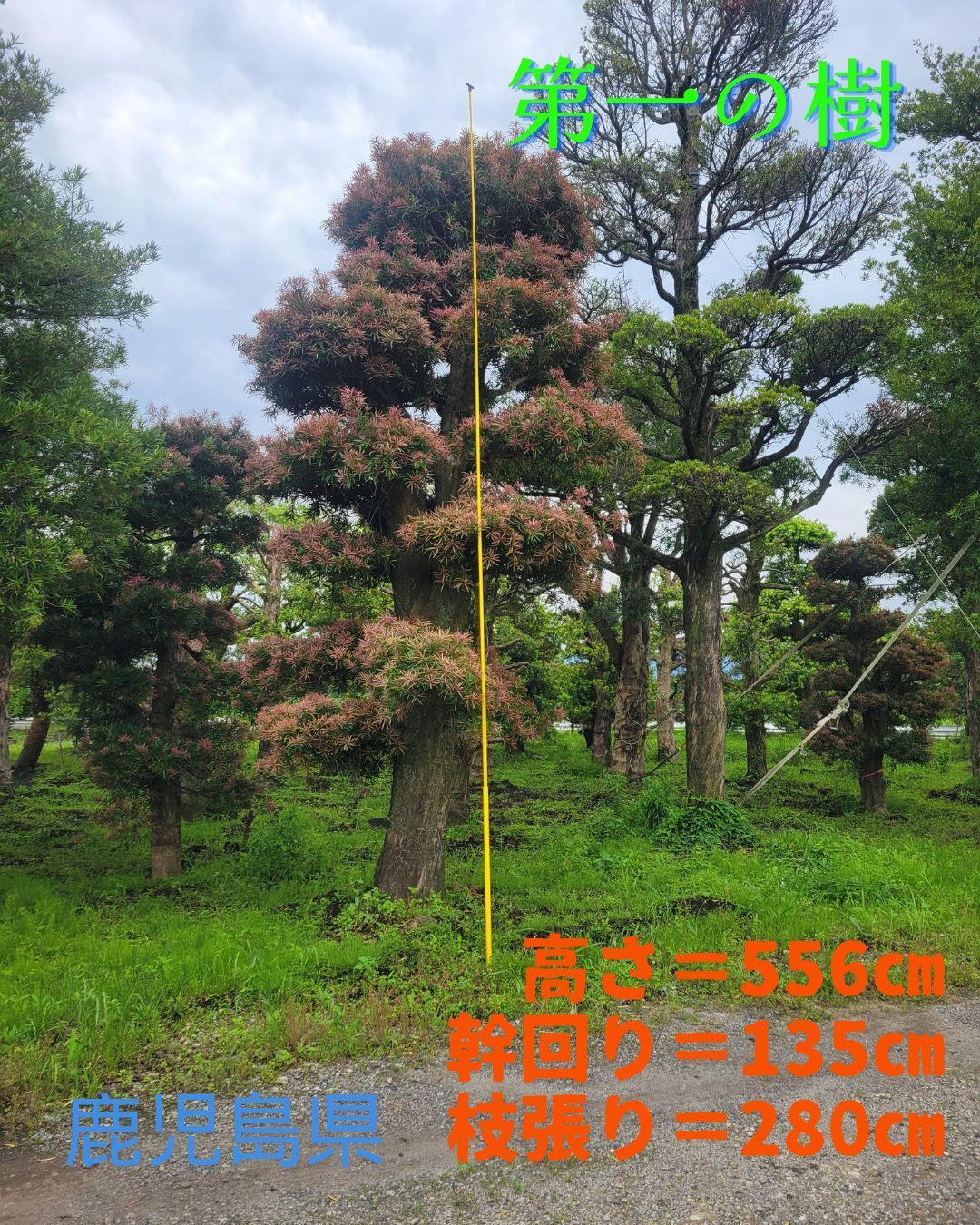 コハウチワカエデ 山彩り 雑木 --アオダモ、アオハダ、モミジ コハウチワカエデ 山彩り 雑木 --アオダモ、アオハダ、モミジ