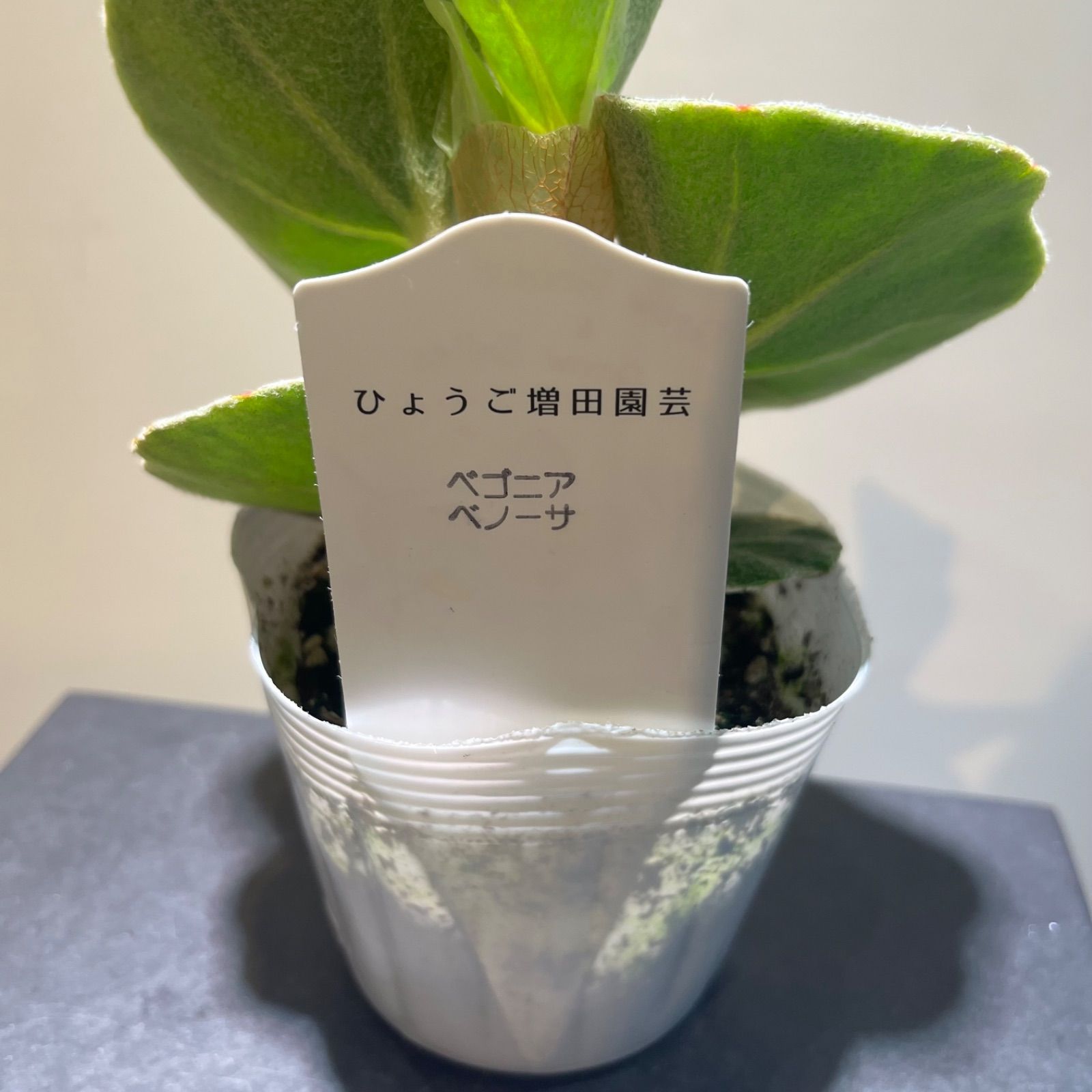 ③　フェニックス　ロベレニー　8号特大苗木最高等級極上品‼️ ③ フェニックス ロベレニー 8号特大苗木最高等級極上品‼️極太