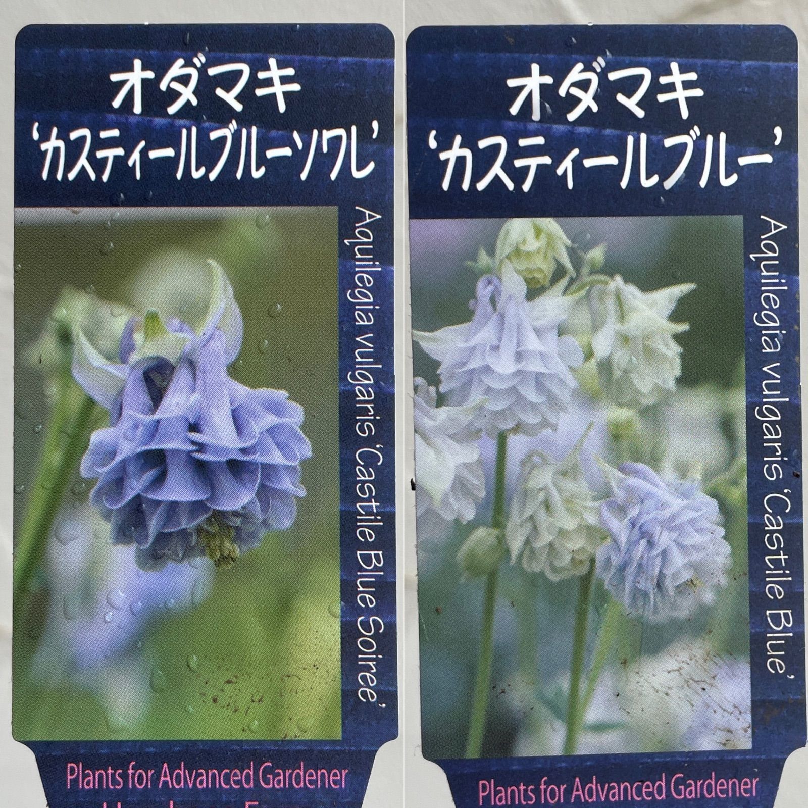 宿根草】オダマキ・カスティールブルー＆カスティールブルーソワレ 2種