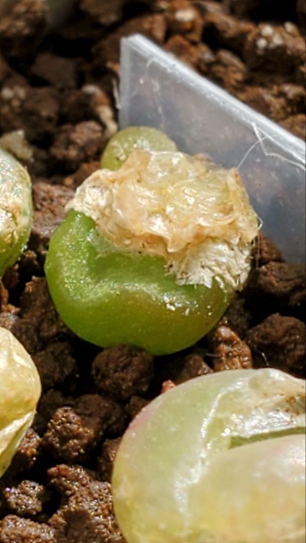 コノフィツム おまかせ種子25種類