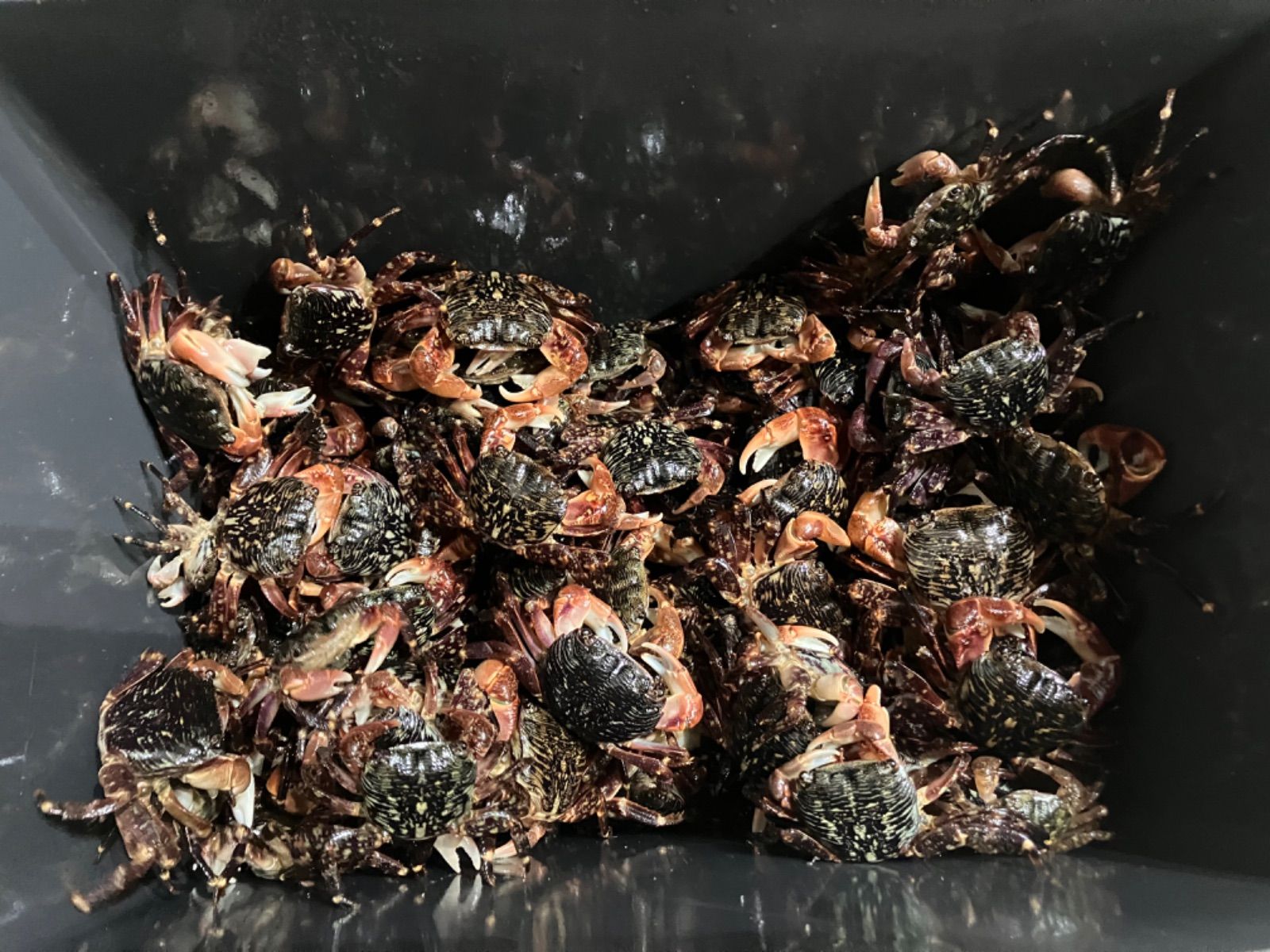 冷凍ヤドカリ20個 冷凍イソガニ50匹 石鯛 黒鯛 釣り餌 - メルカリ