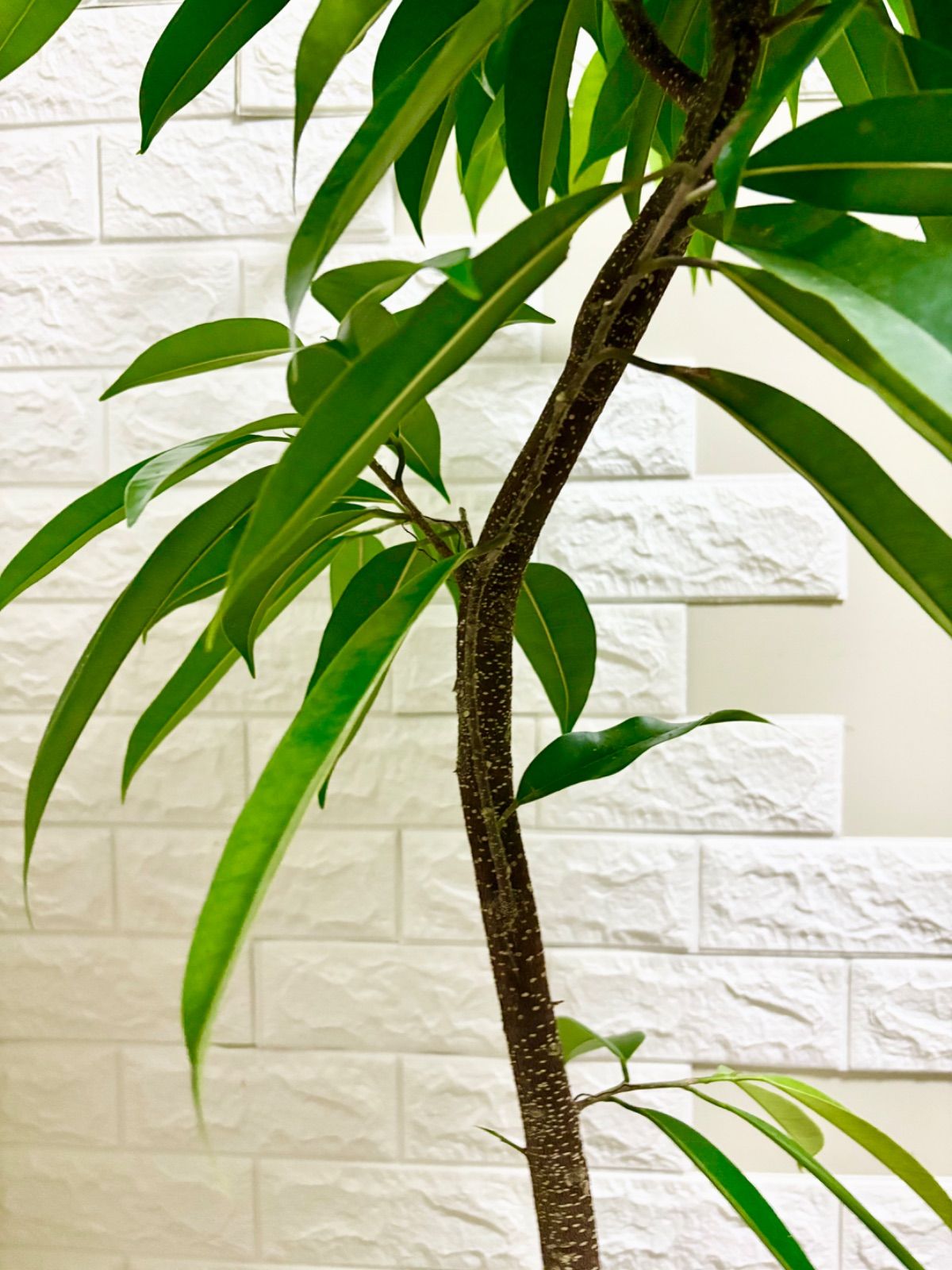 フィカス⭐️アムステルダムキング⭐️曲がり 観葉植物