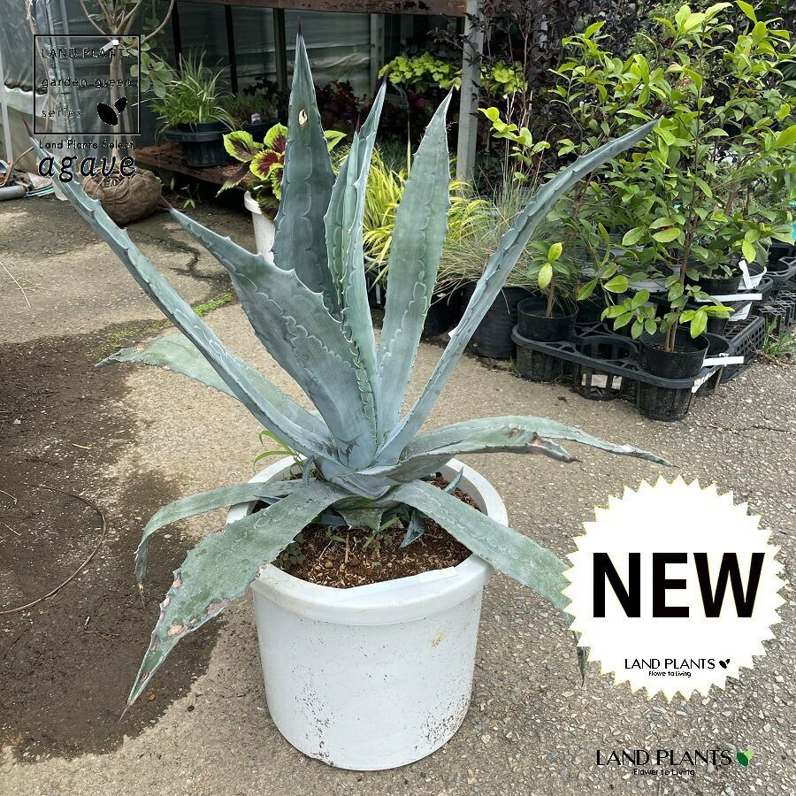 アガベ（アメリカーナ・青葉）1鉢 12号 プラスチック鉢 リュウゼツラン 青の竜舌蘭 竜舌蘭 Agave americana - メルカリ