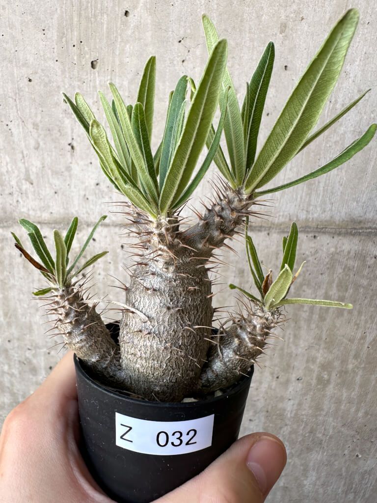 現品限り】パキポディウム・グラキリス 実生【Z32】 Pachypodium